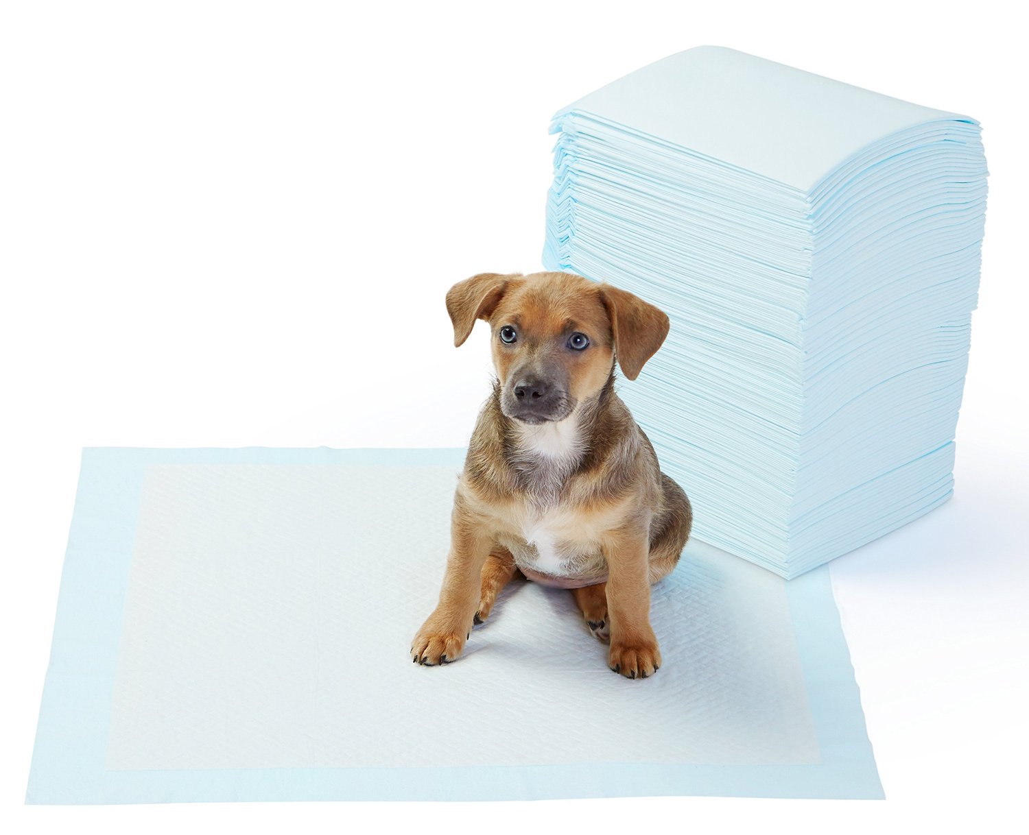 Top 10 Best Puppy Training Pads 2017 Top Value Reviews
