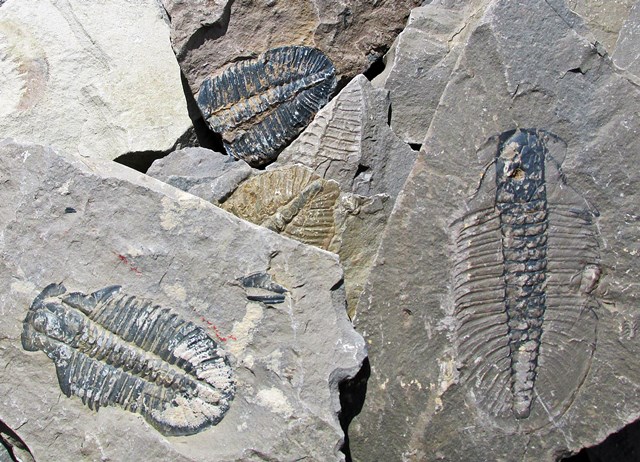 Kootenay National Park fossil sites