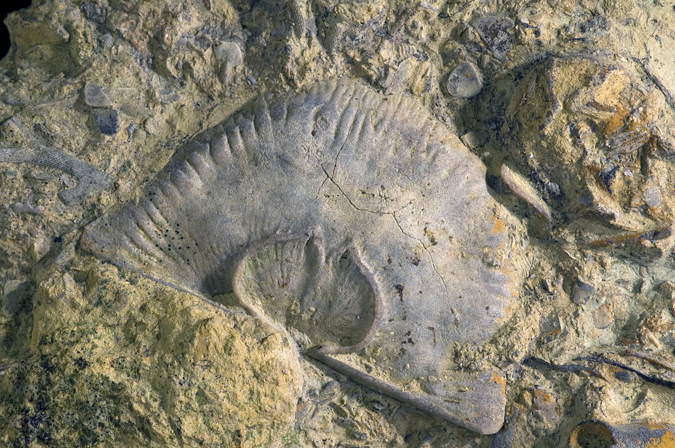 Lilydale National Park fossil sites