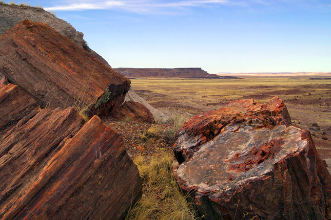 Petrified Forest National Park Fossil Sites