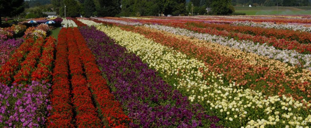 Canby Dahlia Festival